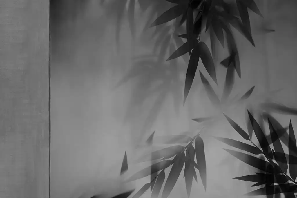 When-Light-Paints-the-Bamboo - Thumbnail 5