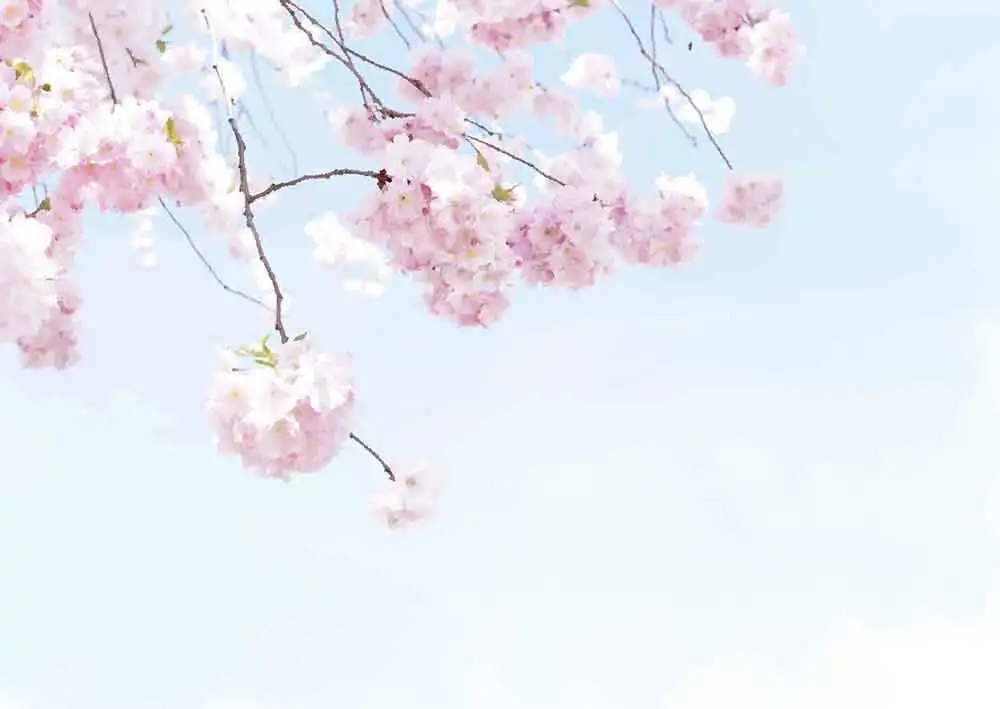 The-Sakura-of-Spring - Thumbnail 2
