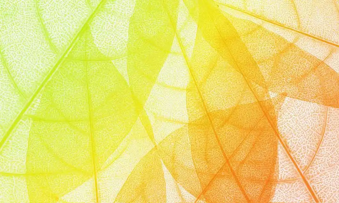 Leaf-Vein - Thumbnail 2