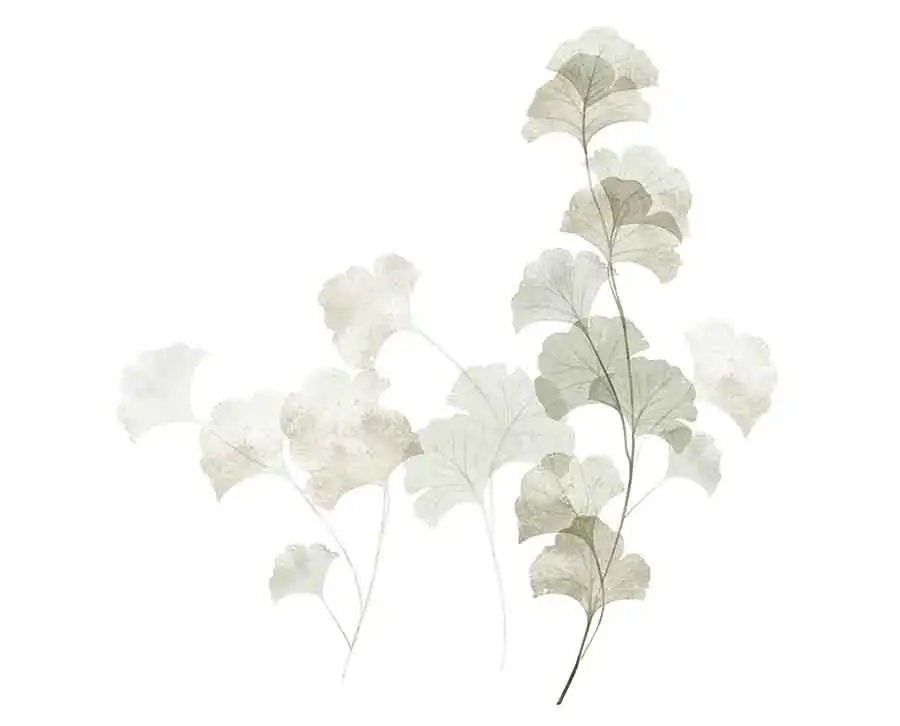 Swaying-Ginkgo - Thumbnail 4