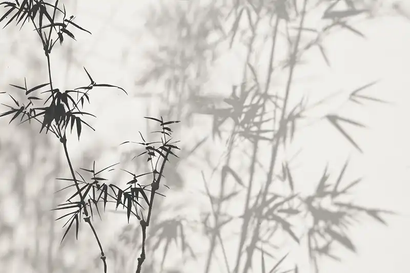 Shadows-of-the-Bamboo - Thumbnail 3