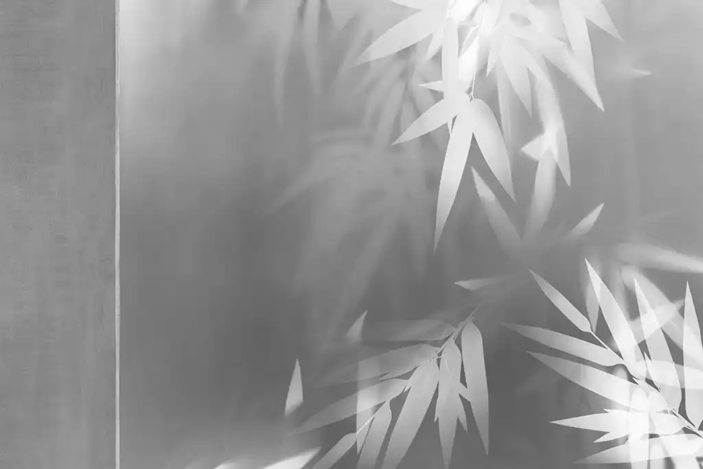When-Light-Paints-the-Bamboo - Thumbnail 3